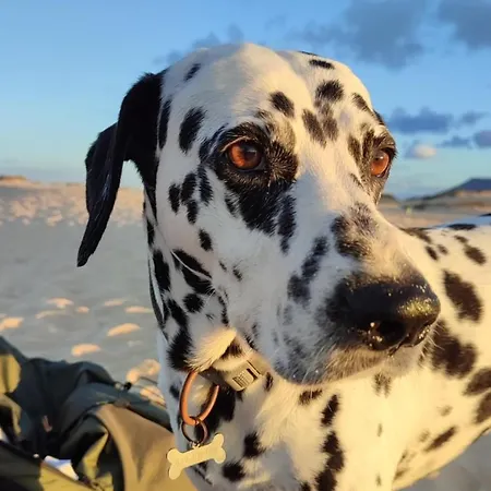 Fuerteventura Tikuna