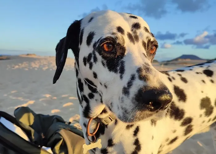 Fuerteventura Tikuna